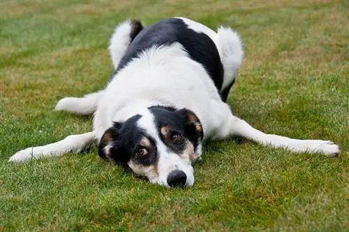 Атаксия при кучета: видове, причини, признаци & Лечение (Отговор на ветеринар)