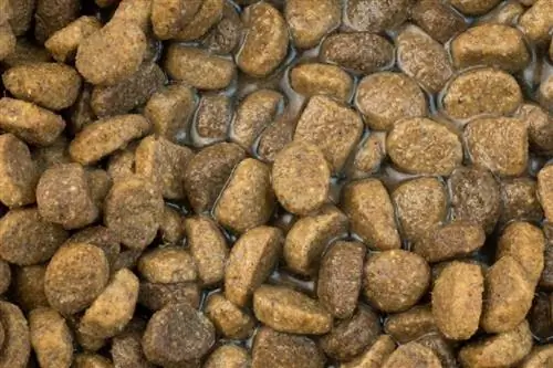 Es pot afegir aigua al menjar sec per a gossos? Beneficis & Consells