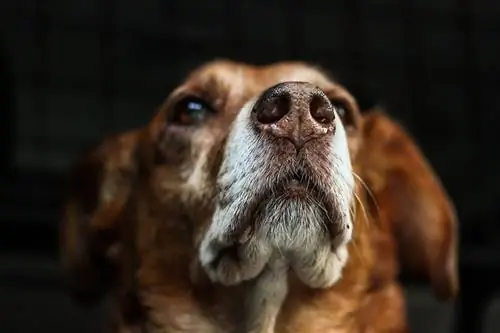 Il naso di un cane può percepire il calore? Cosa ha da dire la scienza