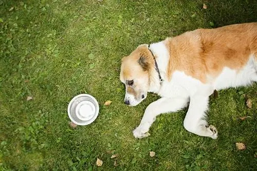 Wie lange kann ein Hund ohne Wasser auskommen? Fakten & FAQ