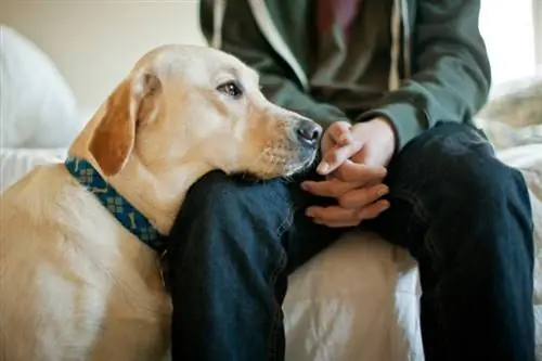Upplever hundar empati? Hundarnas känslor förklaras