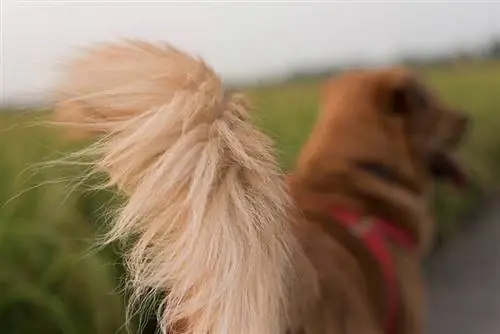 Kan hunde mærke deres haler? Dyrlægegodkendte fakta & FAQ
