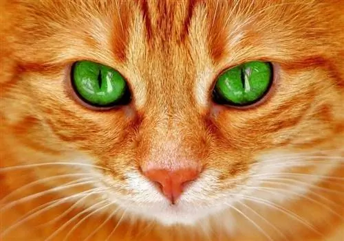 66 kattennamen met groene ogen: geweldige opties voor uw huisdier met smaragdgroene ogen