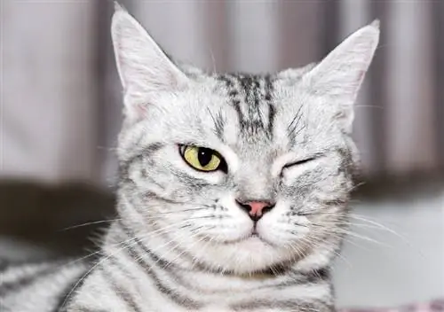 90+ One Eyed Cat Names: Kev xaiv tshwj xeeb rau koj tus tsiaj siab tawv
