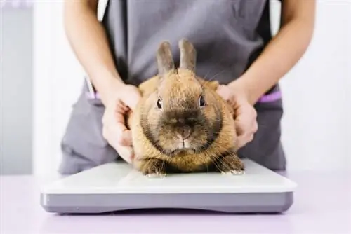 هل يجب أن أحصل على تأمين على حيوان الأرنب؟ حقائق & الأسئلة الشائعة