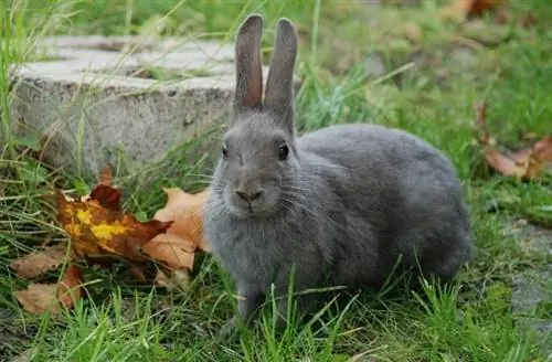 Кескін