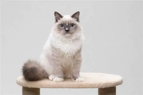 200 Ragdoll Cat Names: Moro & Søte alternativer for kjæledyret ditt