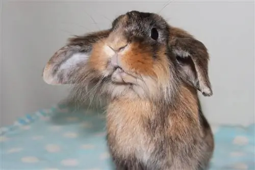 Prečo sa môj králik trasie? 11 dôvodov & Čo robiť