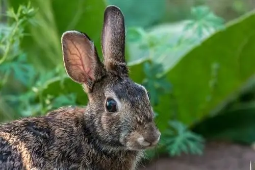 ¿Qué significan las posiciones de las orejas de un conejo? 8 posiciones explicadas
