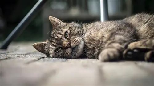 Hvordan føler katter smerte? Likheter med mennesker & Tegn å se etter