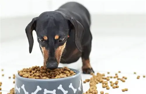 Çfarë është yndyra e papërpunuar në ushqimin e qenve & Sa duhet të ketë?