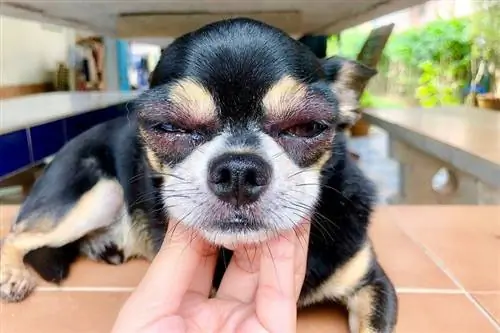 Honde-oogallergieë: Tekens, oorsake, &-behandelings wat deur veearts hersien word