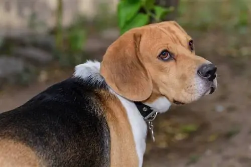 7 Persediaan Penting Beagle untuk Memulai Anda Dengan Anjing Baru Anda