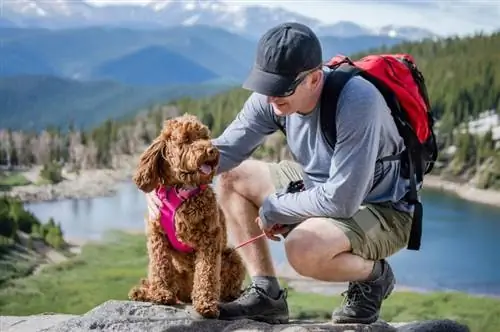 Kann ein Labradoodle ein Diensthund sein? Rassequalitäten & Fakten