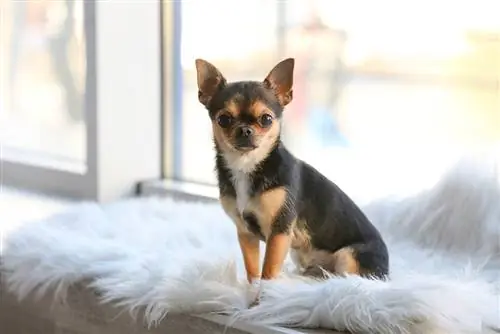 9 noodsaaklike Chihuahua-voorrade om jou aan die gang te kry met jou nuwe hond