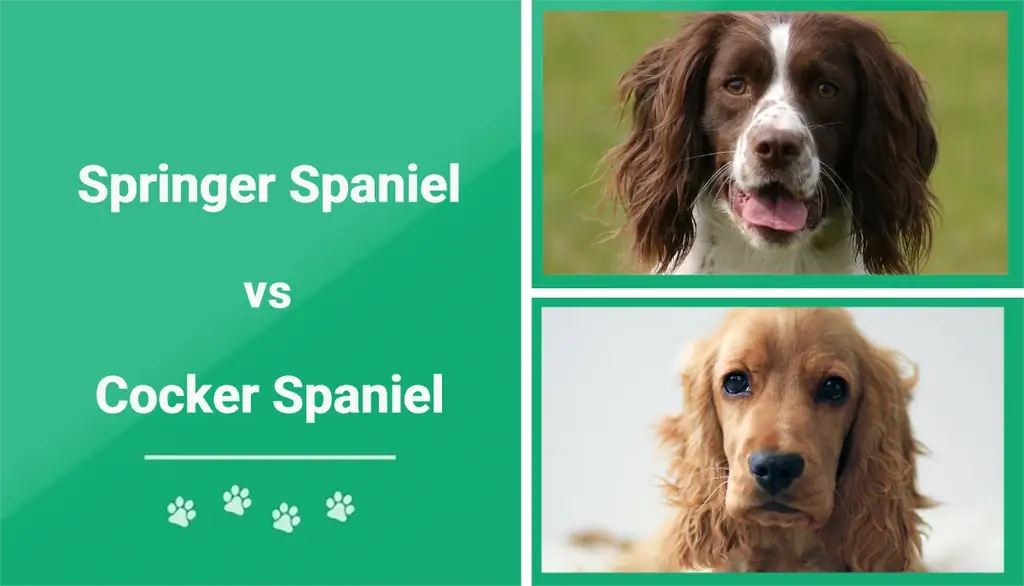 Springer spániel vs cocker spániel: legfontosabb különbségek (képekkel)