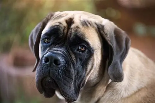 Wie aggressiv sind Mastiffs? Fakten zur Rasse & Tipps zur Vorbeugung