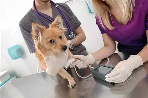 6 beste hondenvoeding voor nierziekte in 2023 – Recensies & Topkeuzes