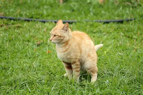 Perché i gatti fanno la cacca sull'erba & Come posso fermarla?