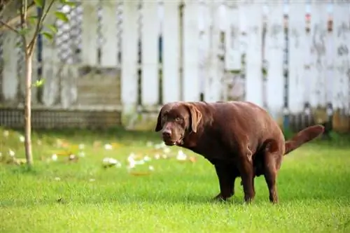 Por que o cocô do meu cachorro está seco & em pó? 12 causas revisadas pelo veterinário (com fotos)