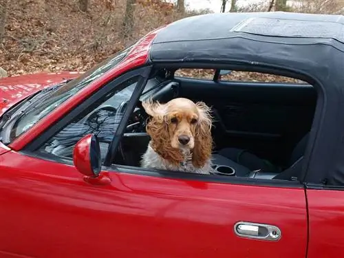 Kako očistiti pseću povraćanje iz automobila: 3 ideje & savjeta
