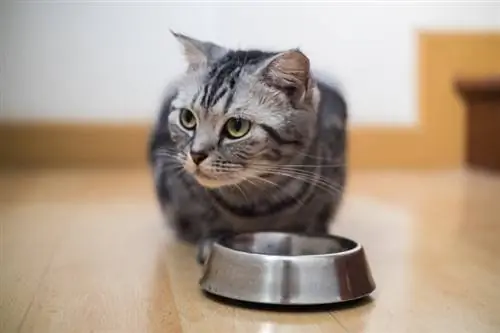 9 Alternatif Makanan Kucing Nom Nom Terbaik: Ulasan & Pilihan Teratas