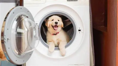 Kako očistiti pseću dlaku iz mašine za pranje veša: 4 jednostavna koraka za uklanjanje