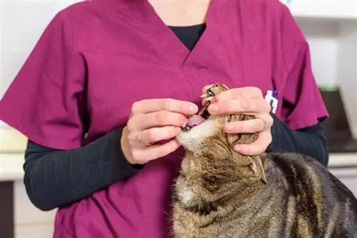 Ar galite padovanoti katei Benadrylą? Veterinarijos rekomenduojami naudojimo būdai & Šalutinis poveikis