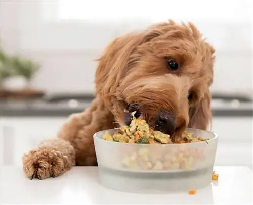 8 Alternatif Makanan Terbaik Untuk Anjing di 2023: Ulasan & Pilihan Teratas