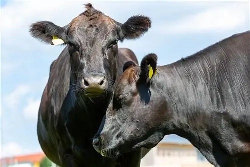 Wagyu Cattle Breed: Εικόνες, Γεγονότα, Χρήσεις, Προέλευση & Χαρακτηριστικά