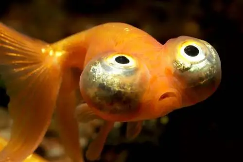 سمكة العين السماوية الذهبية: صور ومعلومات ودليل العناية & عمر