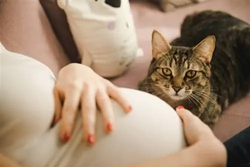 Waarom vallen katten zwangere vrouwen aan? 5 waarschijnlijke redenen