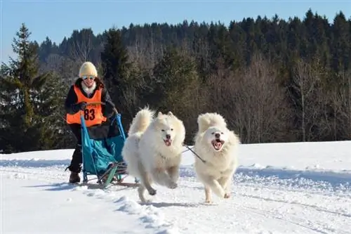 Apakah Dog Sledding Kejam? Etis, Fakta & FAQ