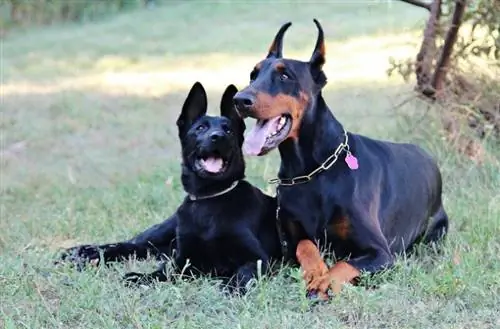 10 Long-Snouted Dog Breeds (May mga Larawan)