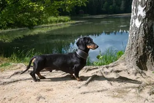 Dachshunds gostam de água? Fatos & Perguntas frequentes