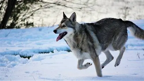 6 Wolf-hond hybride rassen (met afbeeldingen)