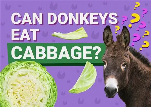 Mogu li magarci jesti kupus? Alternative & FAQs