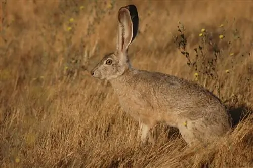Kan en tam kanin överleva i det vilda? Veterinär granskade fakta & FAQ