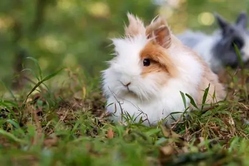 خرگوش سر شیر خانگی چقدر عمر می کند؟ میانگین طول عمر & حقایق
