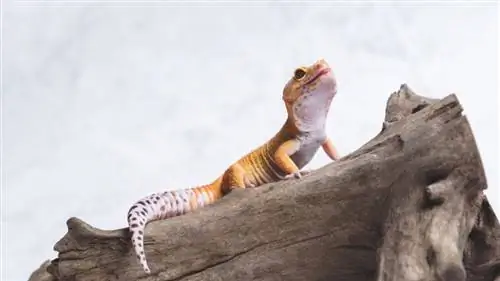 Hvordan fester gekkoer seg til vegger? Hva vitenskapen sier