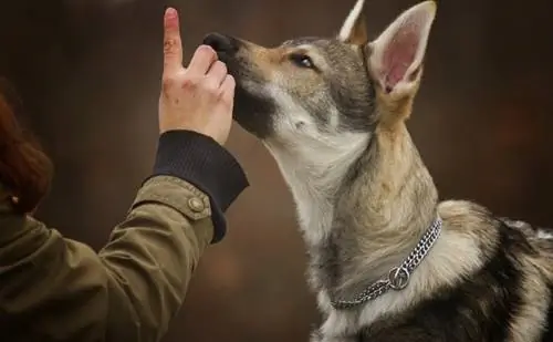 Šolanje psa volka: 10 nasvetov, ki jih je pregledal veterinar & Triki