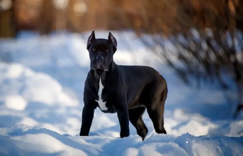 Ar Cane Corso yra geras sargybinis šuo? Temperamentas & Asmenybės bruožai