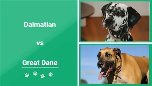 Dalmatin vs. Německá doga: Klíčové rozdíly (s obrázky)