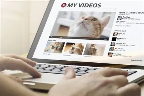 Je gledanje mačjih videoposnetkov dobro za vas? Kaj pravi znanost