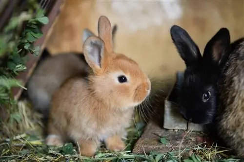 Wie viel Platz braucht ein Kaninchen? Überlegungen zum Gehäuse & Anforderungen