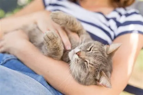 9 jele annak, hogy a macskád szeret téged: magyarázat a macska viselkedésére