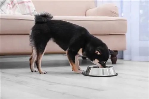 6 mejores alimentos para perros para Shiba Inu en 2023 – Reseñas & Mejores selecciones