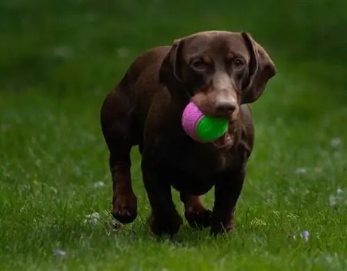 Sizning yangi itingiz uchun 20 ta asosiy dachshund materiallari