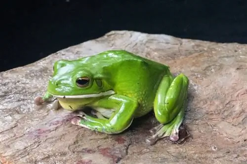 Beloustna drevesna žaba: negovalni list, življenjska doba & Več (s slikami)