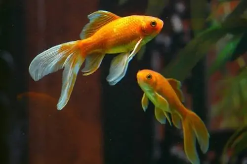 ოქროს თევზის სექსი: 6 გზა თქვენი ოქროს თევზის სქესის გასარკვევად